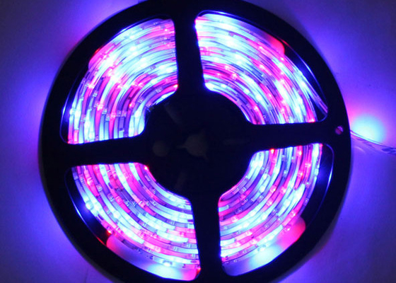 150 colore principale decorativo di RGB della striscia del LED SMD 2835, approvazioni del CE ROHS