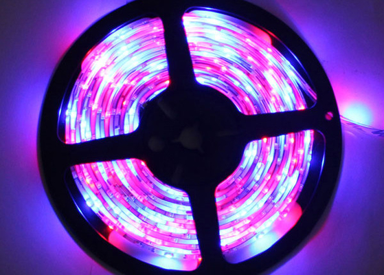 150 colore principale decorativo di RGB della striscia del LED SMD 2835, approvazioni del CE ROHS